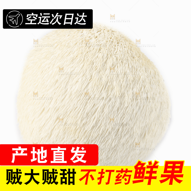白底上的长白山猴头菇