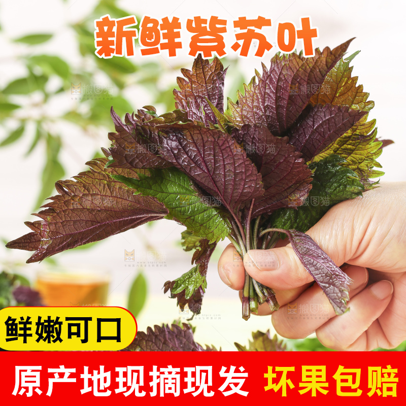 手拿紫苏叶