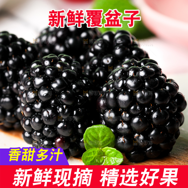 石板上的黑莓鲜果