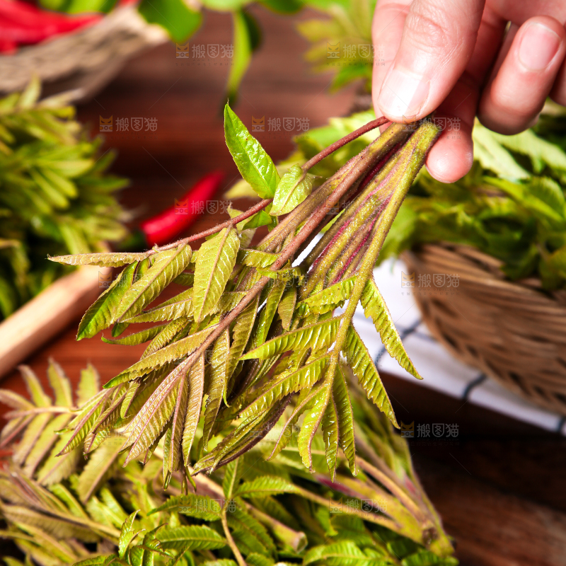 手拿香椿芽