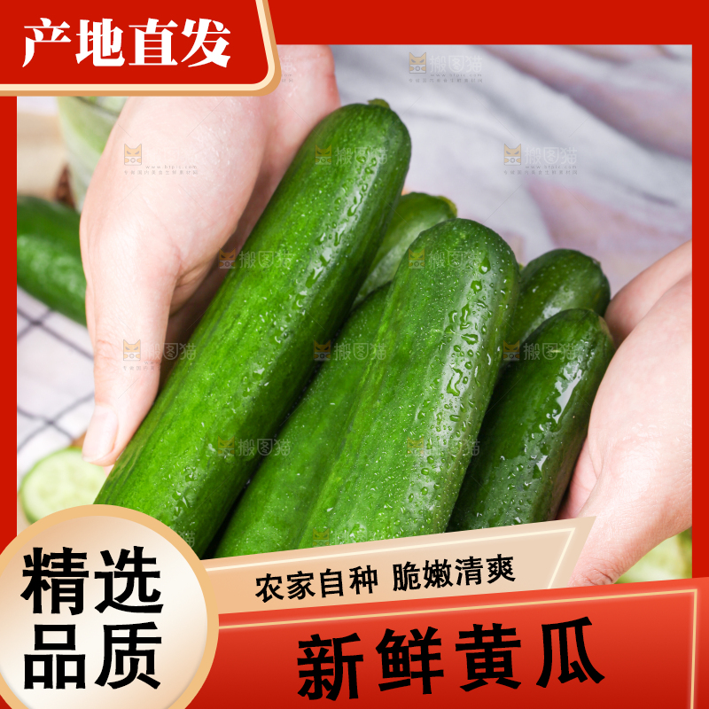 手里拿着山东水果黄瓜