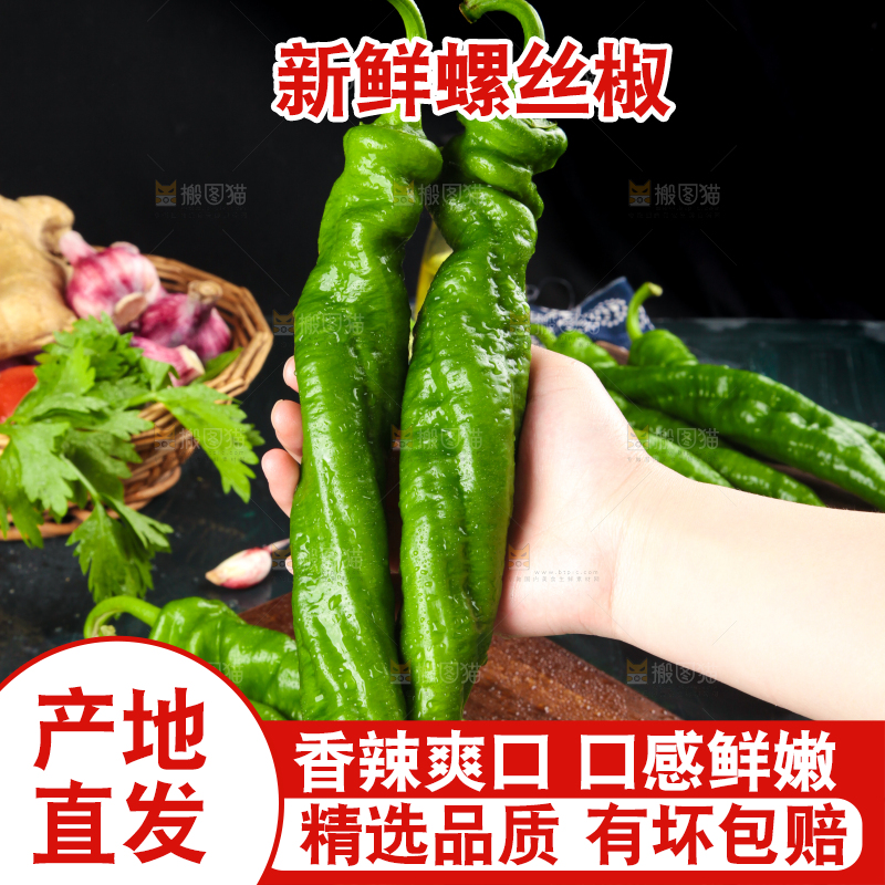 手里拿着新鲜螺丝椒