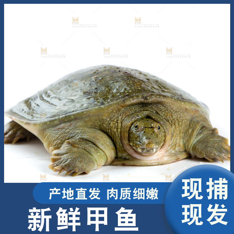 白底上的团鱼