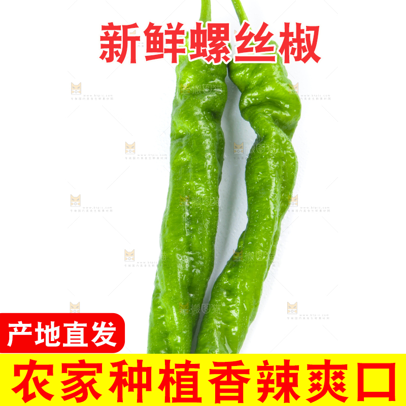 白底上摆放着青螺丝椒