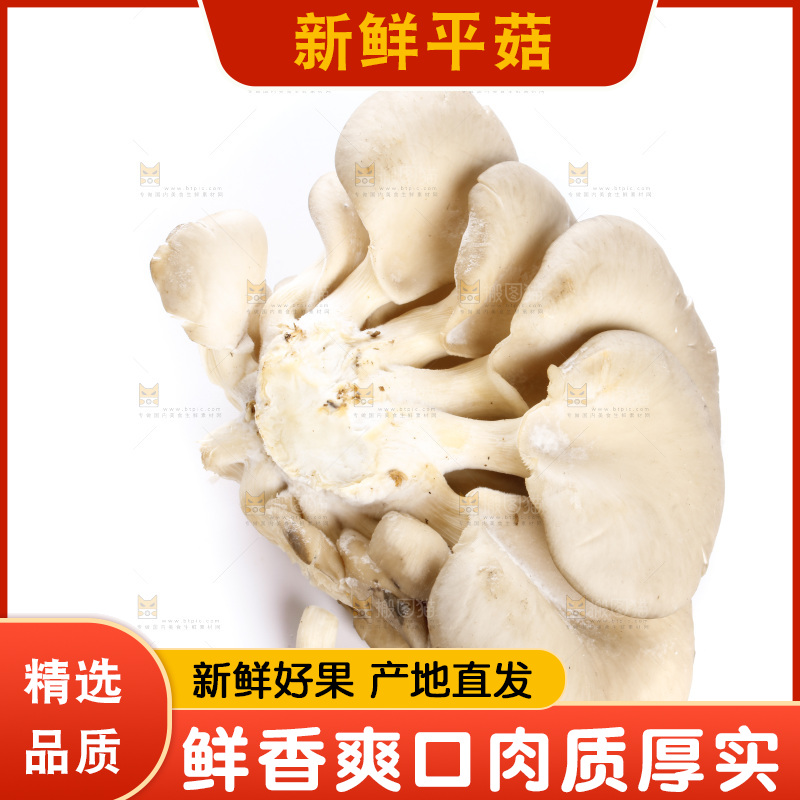 白底上的平菇