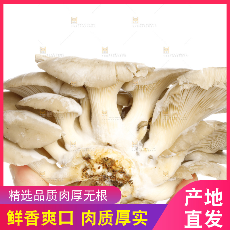 手拿新鲜平菇