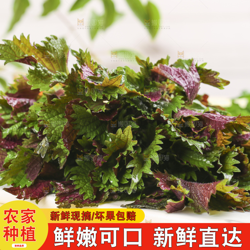 石板上的新鲜苏叶