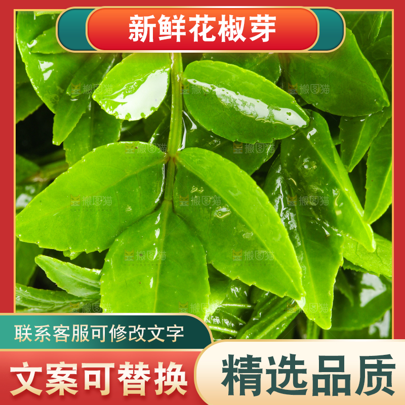 新鲜的花椒芽苗放在白底上