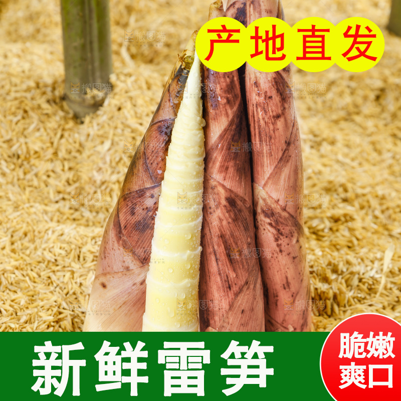 浅底上的春雷笋