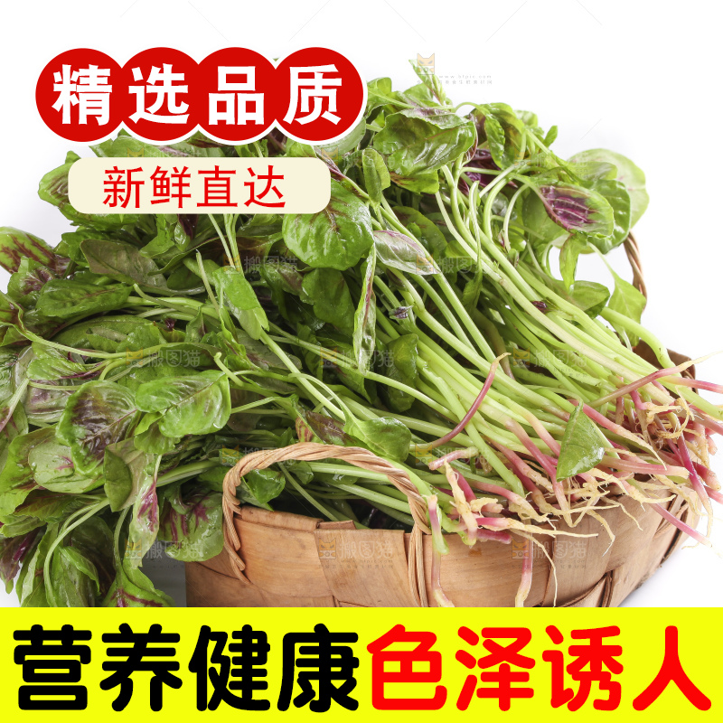 一盘农家苋菜放在白底上