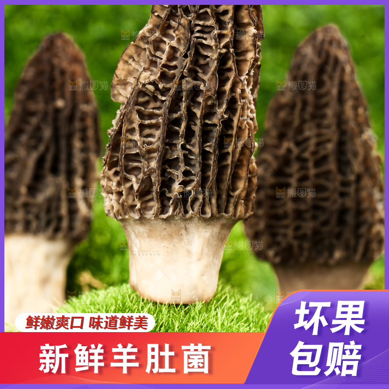 草地上的羊肚菌