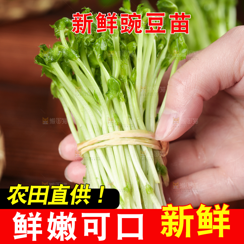 手里拿着新鲜豌豆苗