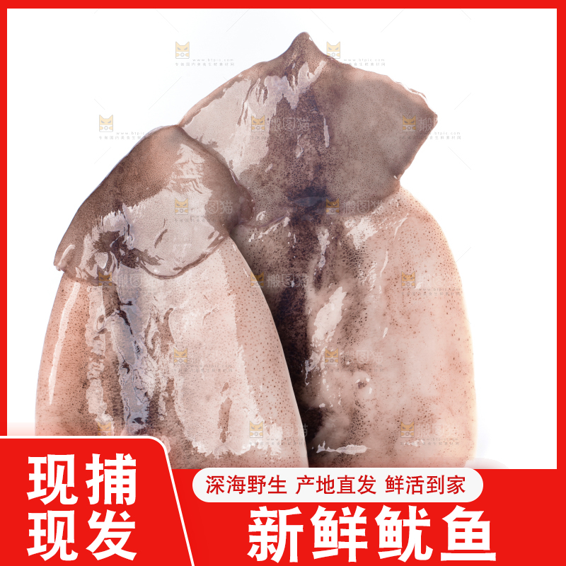 白底上放着大鱿鱼