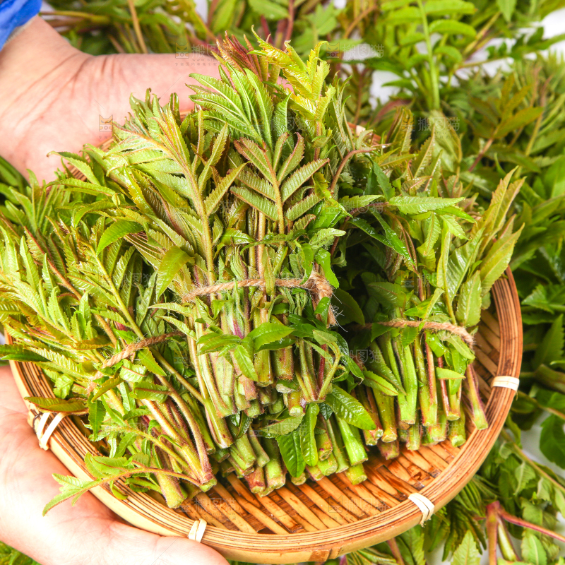 浅底上放着沂蒙山香椿芽