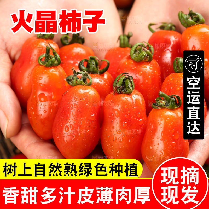 手里拿着丹东409小柿子