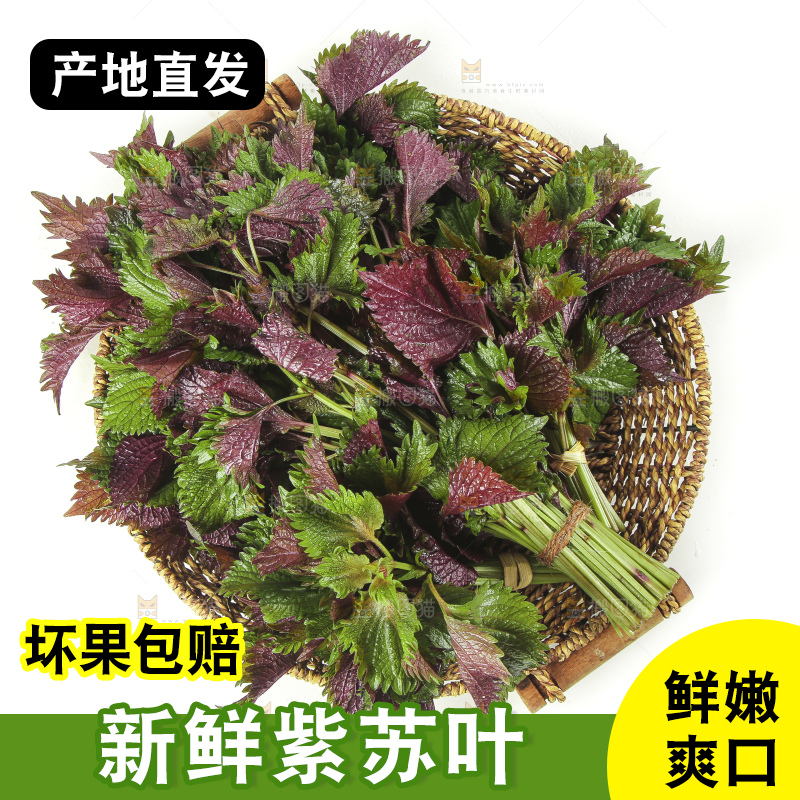 一筐新鲜紫苏叶放在白底上