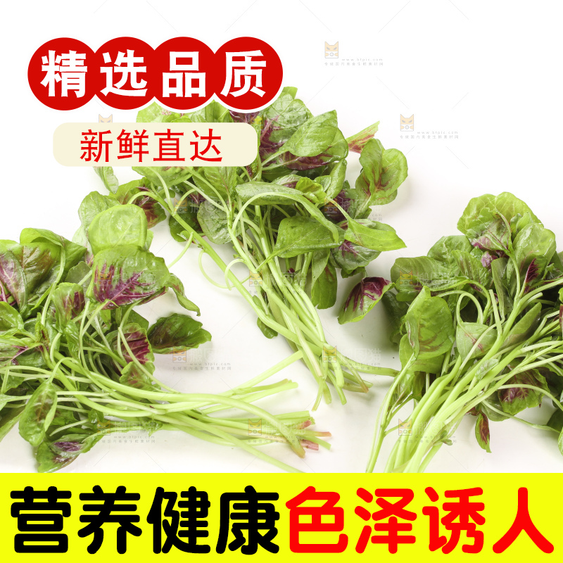 白底上的农家苋菜