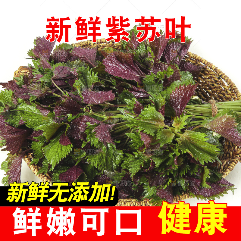 一筐新鲜紫苏叶放在白底上