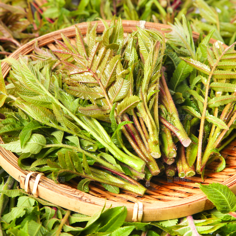 浅底上放着沂蒙山香椿芽