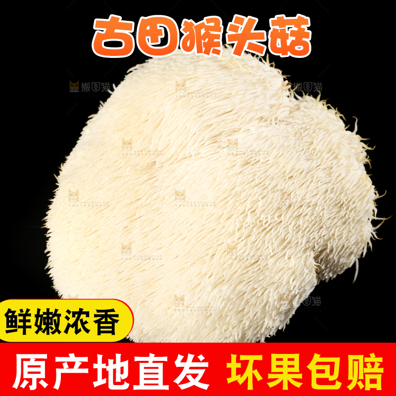 黑石板上的古田猴头菇