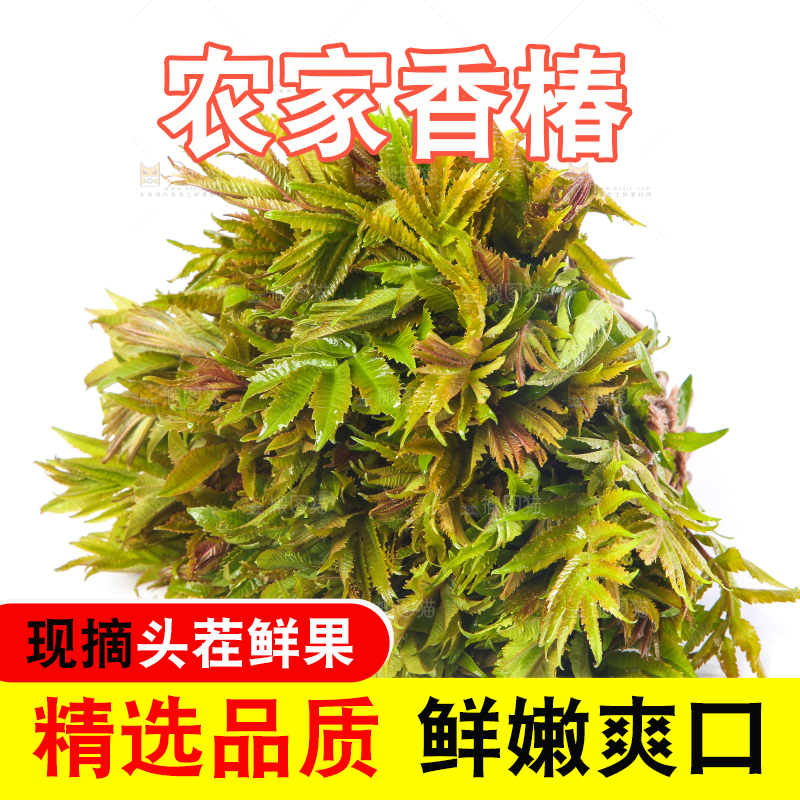 白底上放着野生香椿芽