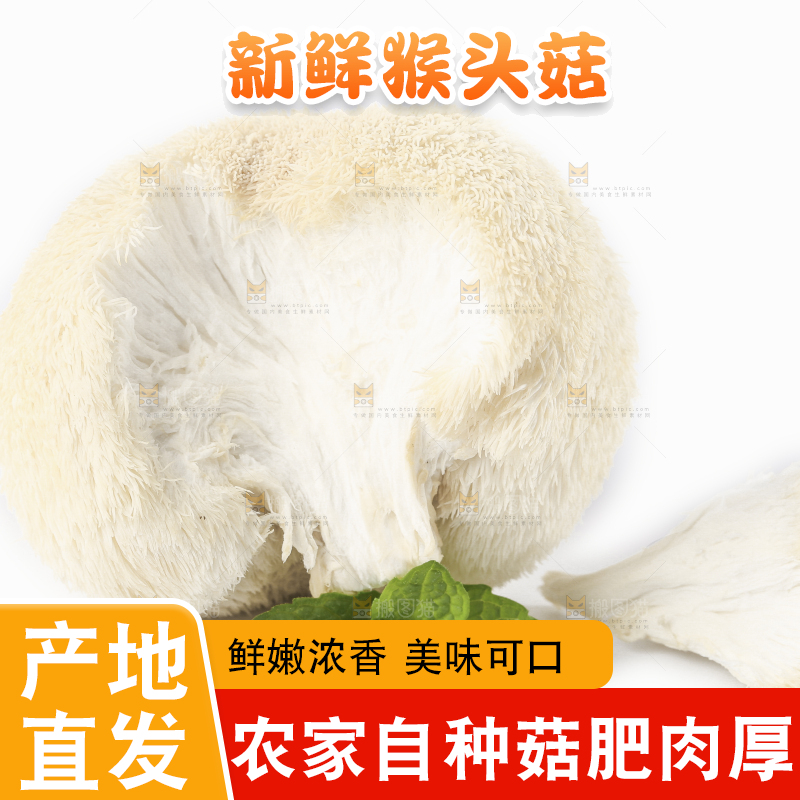 白底上的长白山猴头菇