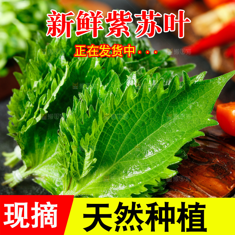 深底上的新鲜紫苏叶