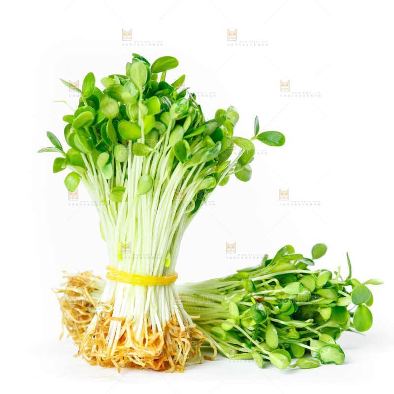 白底上的香椿苗