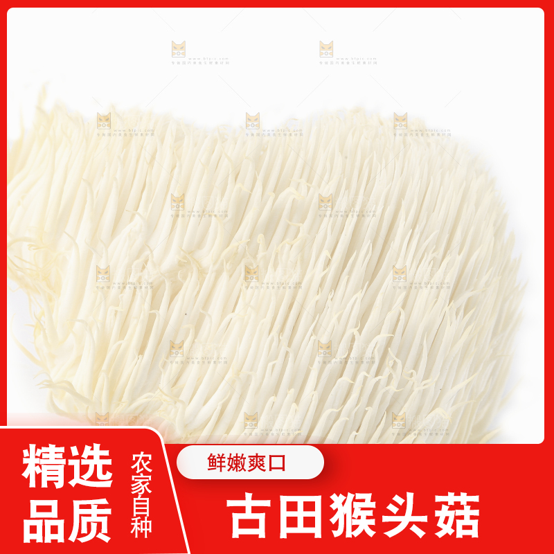 白底上的长白山猴头菇