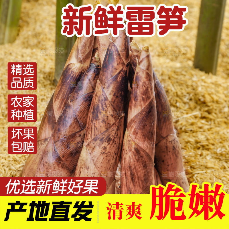 浅底上的春雷笋