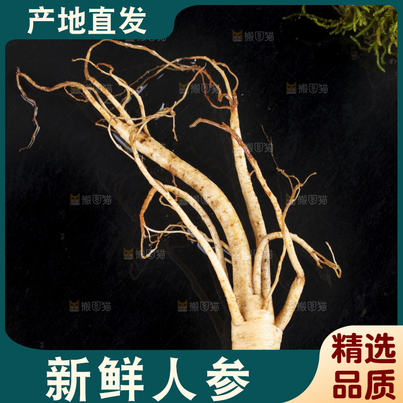 黑石板上的鲜参