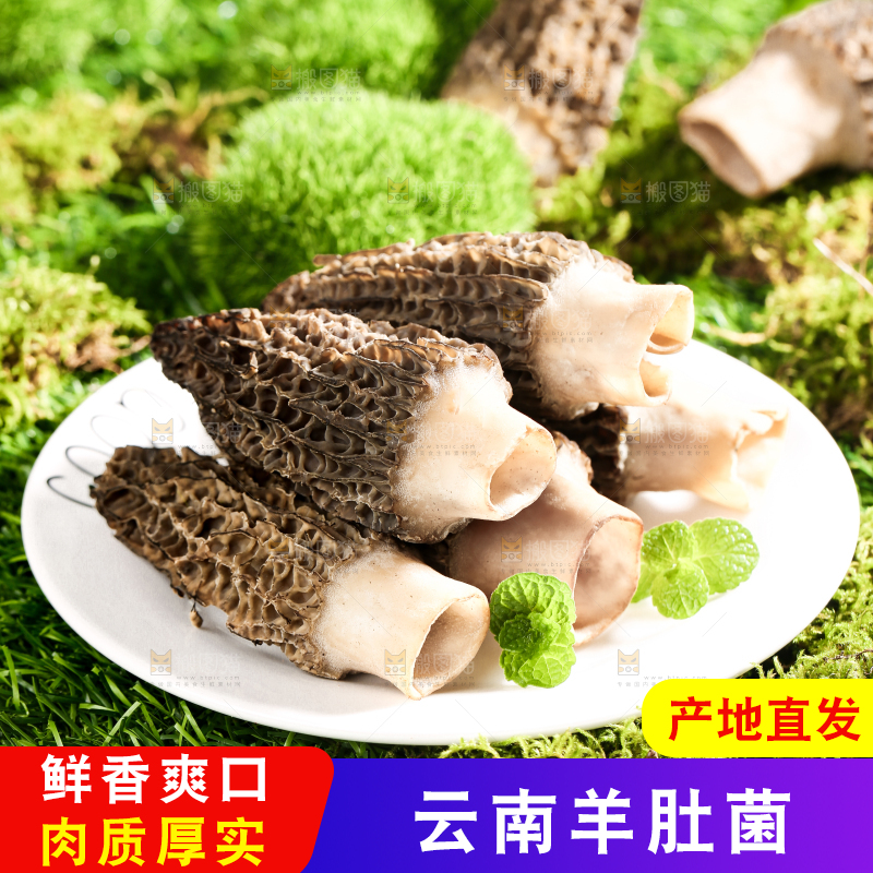 草地上放着一盘新鲜的羊肚菌