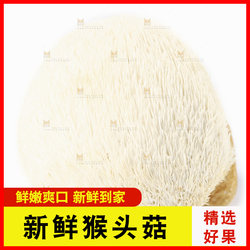 白底上的长白山猴头菇
