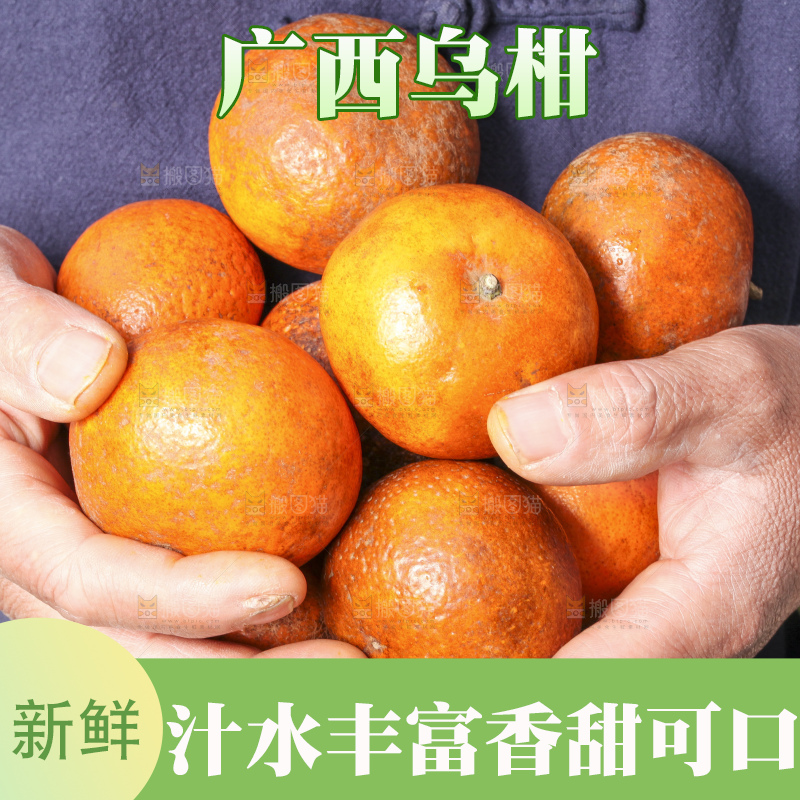 手拿新鲜乌柑