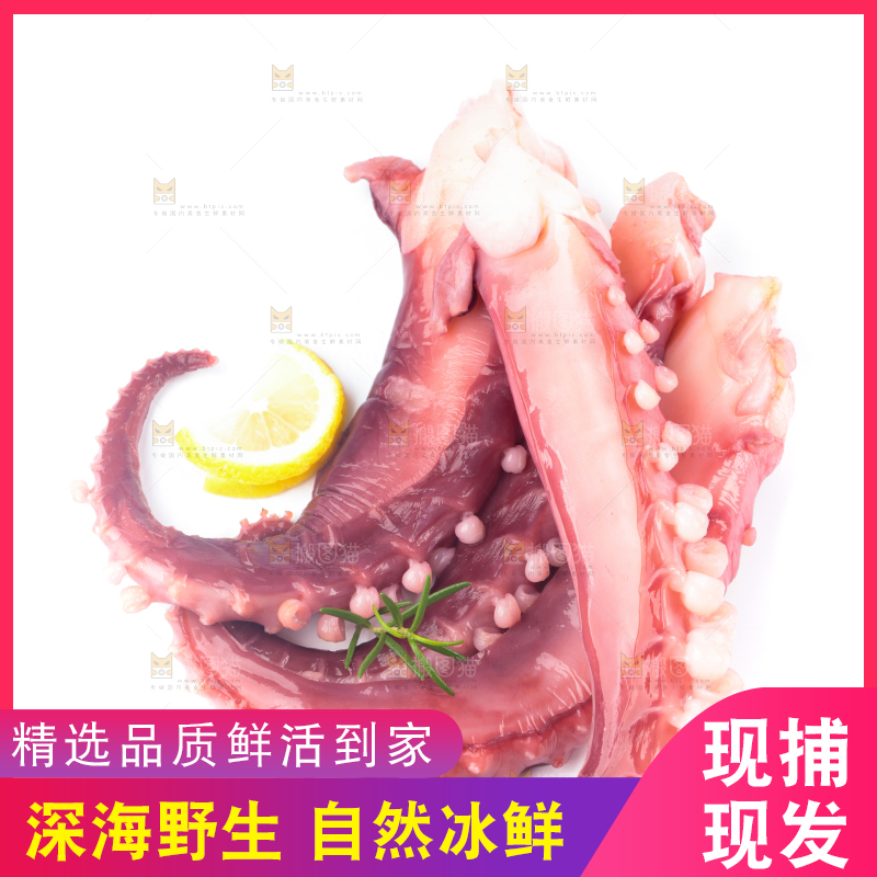 白底上的大鱿鱼