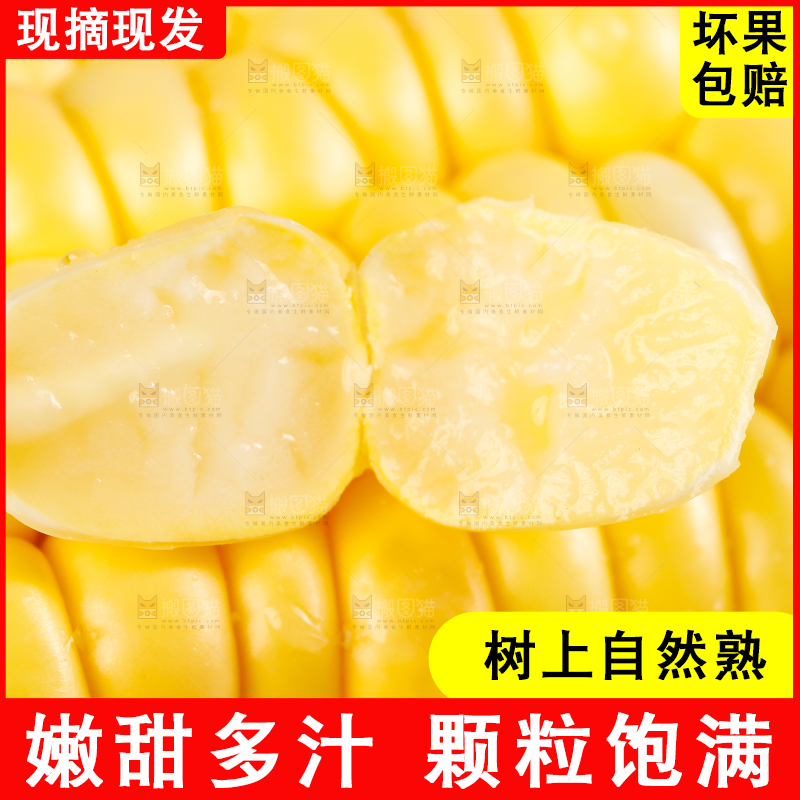 浅底上的黄玉米
