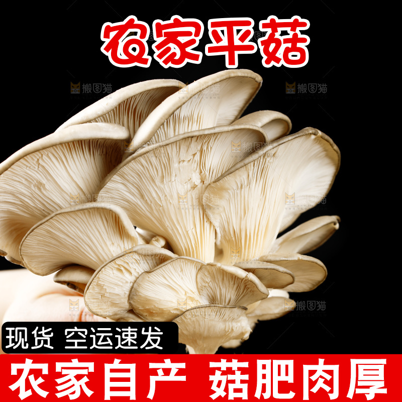 手拿新鲜平菇