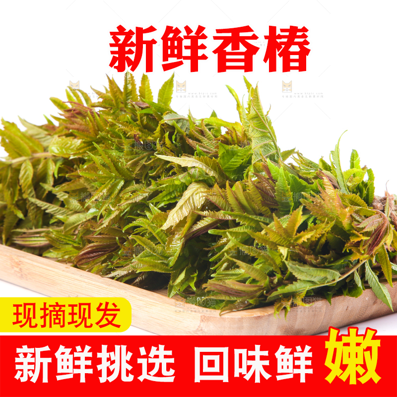 一盘新鲜香椿放在白底上