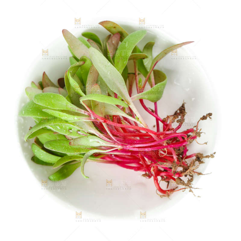 一碗芽苗菜放在白底上