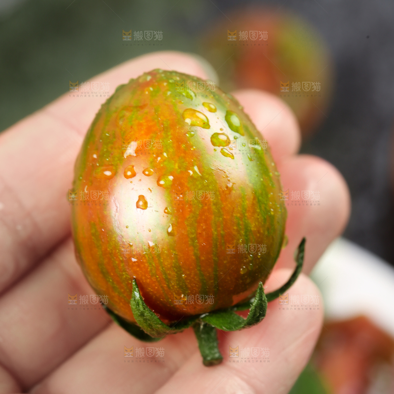 手拿迷彩圣女果