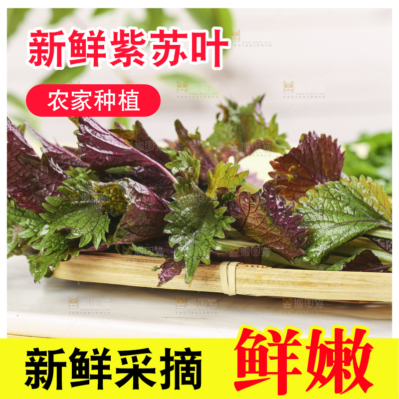 石板上的新鲜苏叶