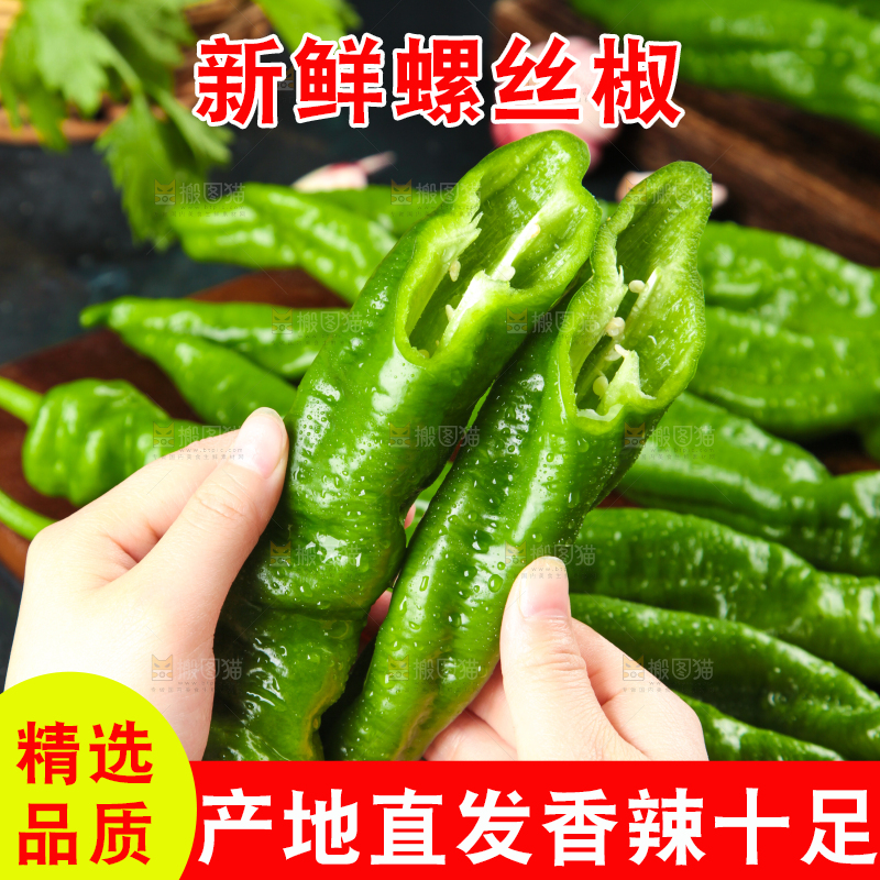手里拿着新鲜螺丝椒