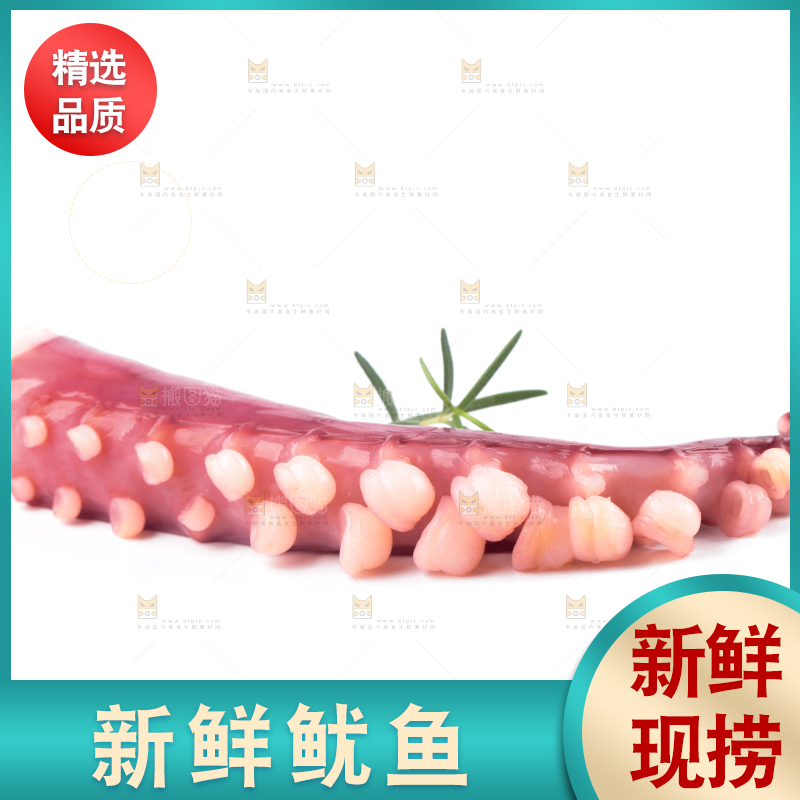 白底上的大鱿鱼