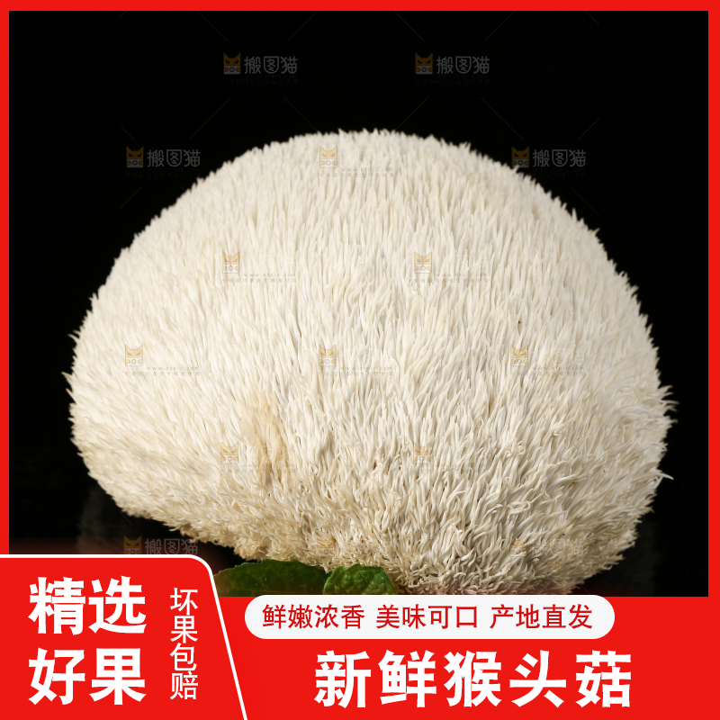 黑石板上的古田猴头菇