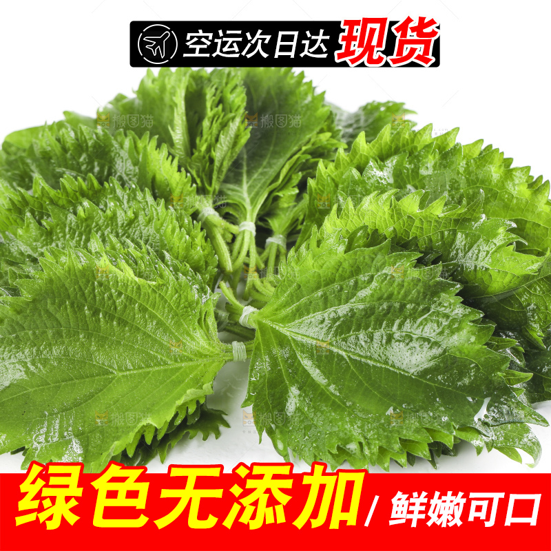 白底上的绿紫苏叶