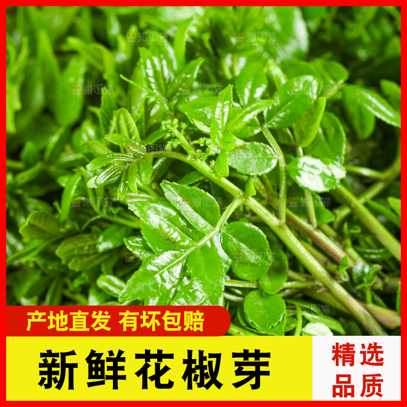深底上花椒芽