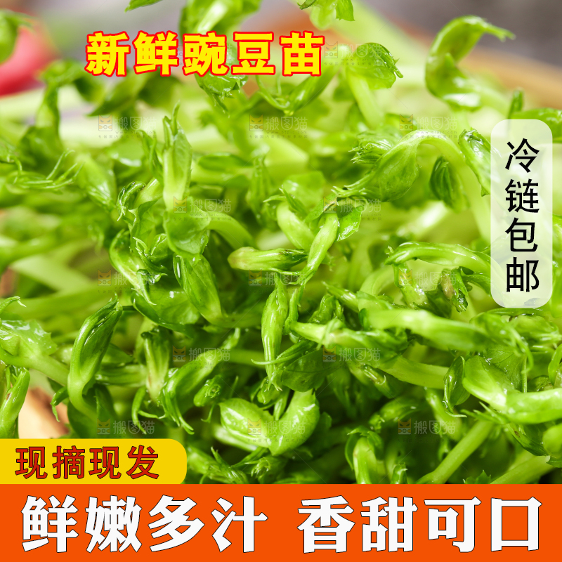 篮子里的豌豆芽苗菜