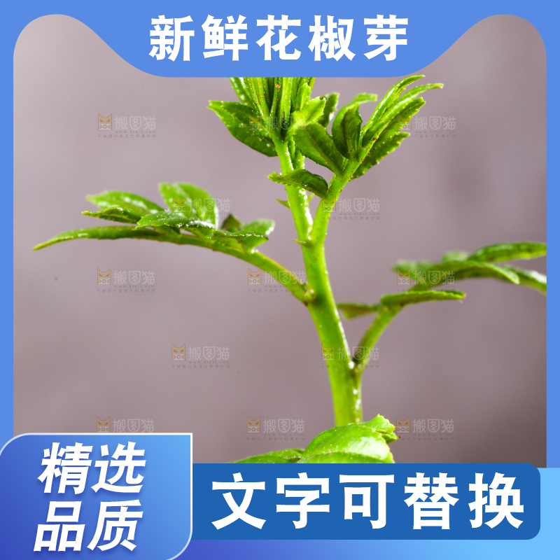 深底上的花椒芽
