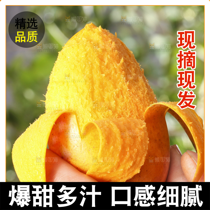 手拿剥皮的小台农芒
