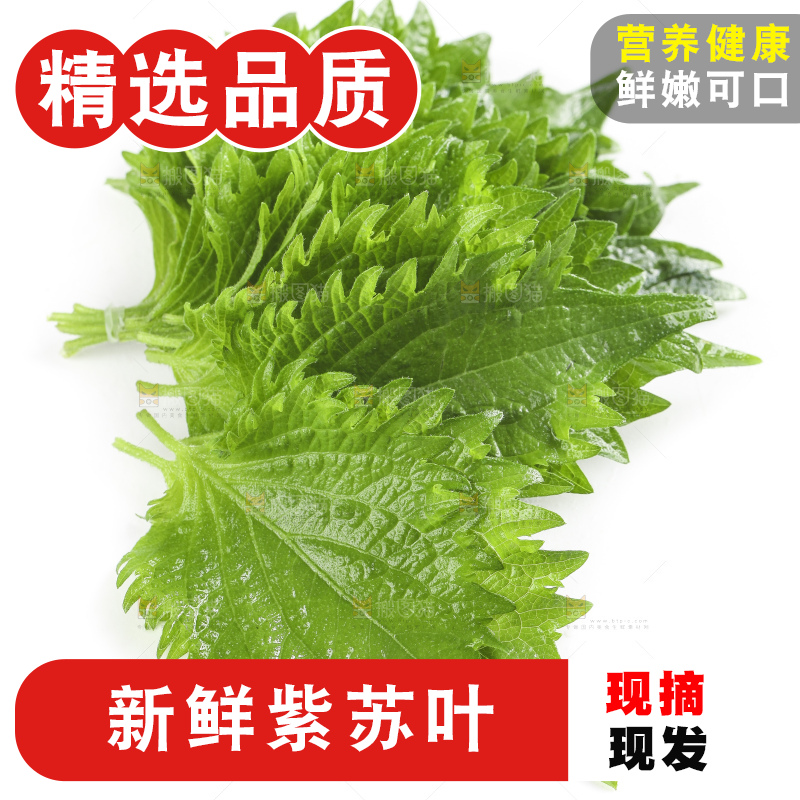 白底上的绿紫苏叶